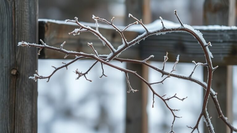 bare woody flowering vines